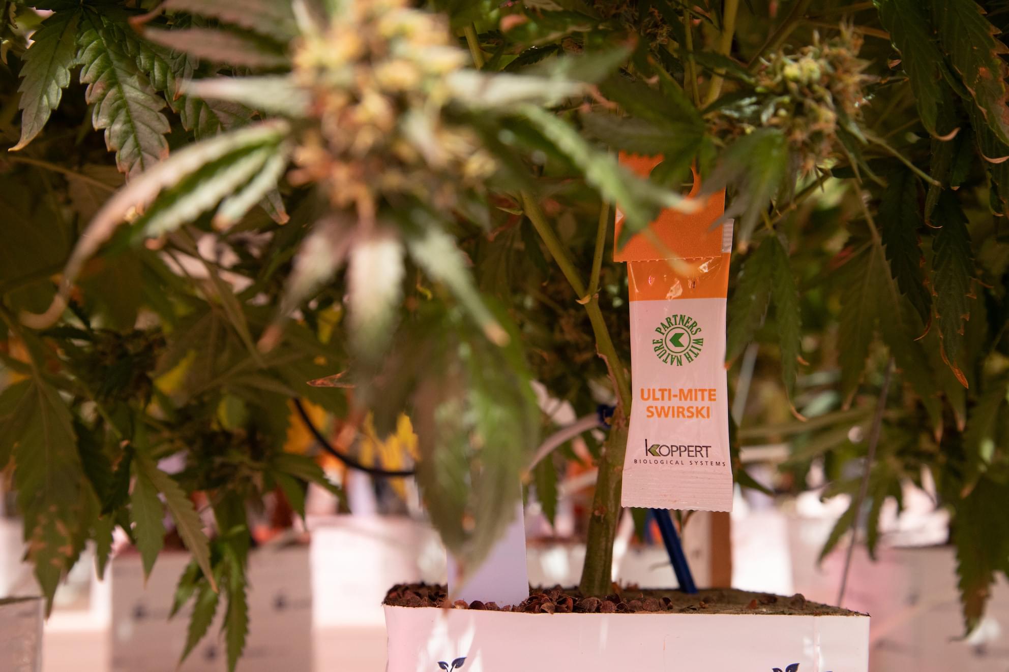 Koppert Cannabis